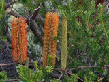 Banksia ericifolia