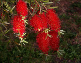 Melaleuca citrina 