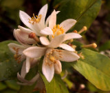 Blossoms on my lemon tree again