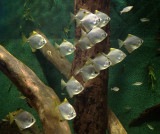 Synchronised fish