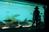 Aquarium visitors and residents
