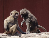 Baboons