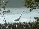 Egret in mangroves – 1