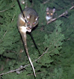 Ring-tailed possums