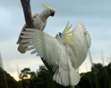 Two cockatoos