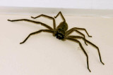 Huntsman spider on my bathroom wall