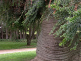 Bunya pines