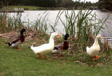 Beside Lake Belvedere, Bicentennial Park