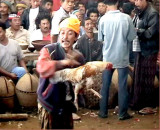 Cockfight