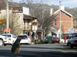 Dog in the main street, Sofala