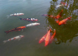 Koi in conference