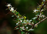 Bursaria spinosa, I am told