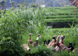 Bali Ducks