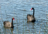  Pair of swans, Centennial Park