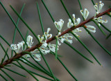 Hakea