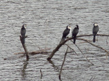 Little Pied Cormorants