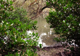 Secret mangrove business