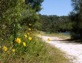 Coreopsis, almost by Wordsworth