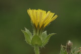 Wild flowers of the Netherlands - New additions