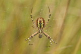 Argiope bruennichi <br>Wasp spider <br>Wespspin