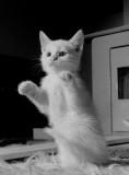 Huisdieren/Pets