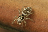 Salticus scenicus <br>Huiszebraspin