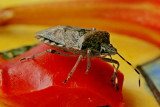 Insecten/Insects
