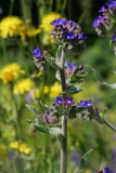 Wild flowers of the Netherlands - New additions