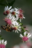 Symphyotrichum lanceolatum <br>Panicled aster <br>Smalle aster of kleine aster 