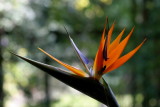Strelitzia reginae <br>Crane flower <br>Paradijsvogelbloem