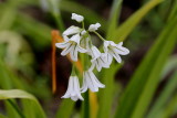 Allium triquetrum <br>Three-cornered leek <br>Driekantig look