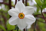 Narcissus poeticus <br>Poets narcissus <br>Witte narcis