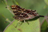Araschnia levana <br>Map butterfly <br>Landkaartje