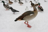 Alopochen aegyptiacus <br>Egyptian Goose <br>Nijlgans <br>