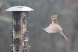 Northern Cardinal - Female Flying.jpg