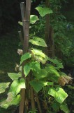 Schneider-Kreuznach Xenon lens with DKL-PK Adaper, Home Gardens