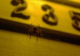 Friday 13 and Orb Weaver