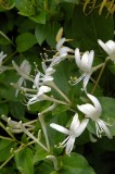 P1065.JPG