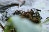 snapping_turtle