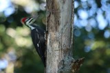 pileated_woodpecker