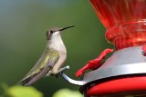hummers