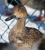 Canard pilet