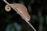 Caméléon Calumma oshaughnessyi