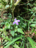 Fleur genre Lobelia