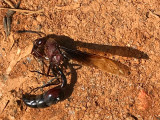Guêpe: Delta reginum