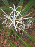 crinum americanum