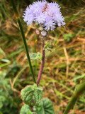 Ageratum conyzoides