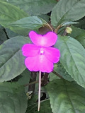 Fleur, genre: Impatiens sp