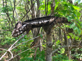 Caméléon Géant d'Oustalet