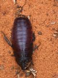 Blatte Siffleuse de Madagascar